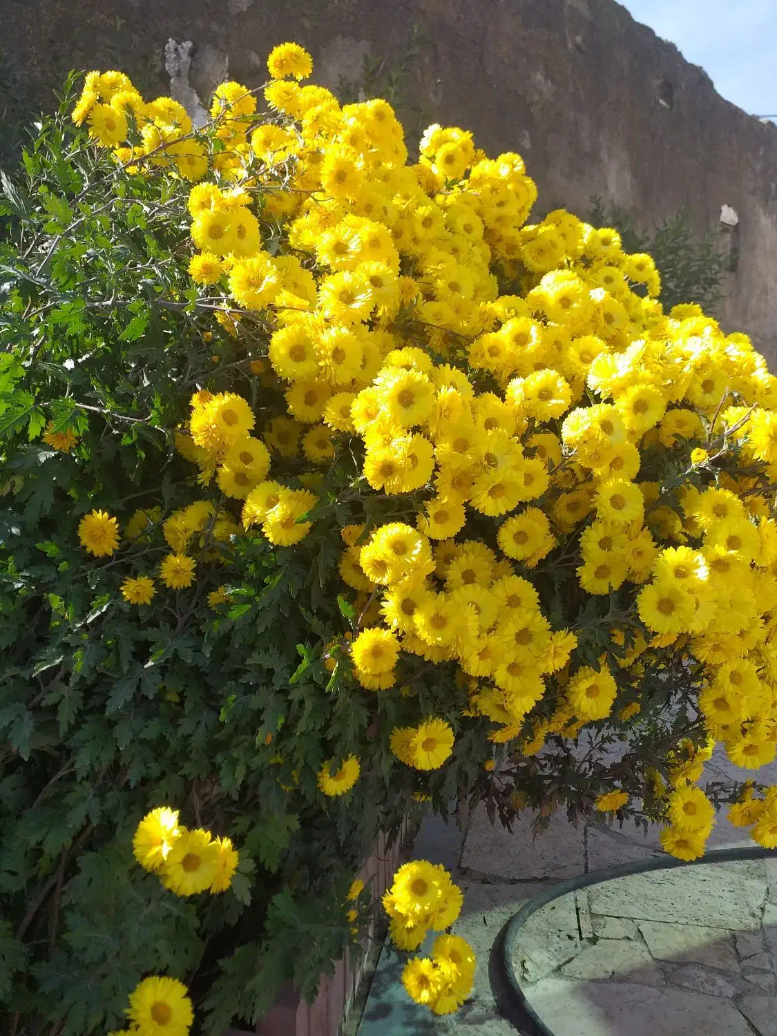 گل طبیعی|گل و گیاه طبیعی|ویلکیج, |دیوار