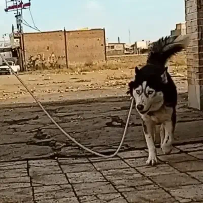 هاسکی گمشده|سگ|سبزوار, توحیدشهر|دیوار