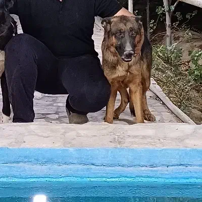 واگذاری سگ|سگ|کاشان, پشت شهربانی|دیوار