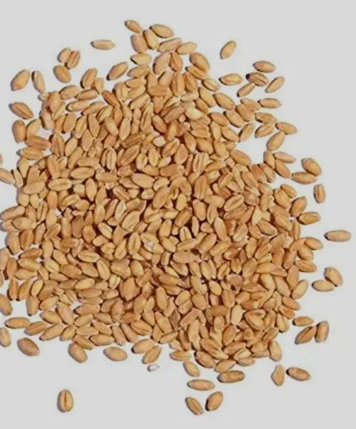 فروش گندم به صورت عمده|عمدهفروشی|بم, |دیوار