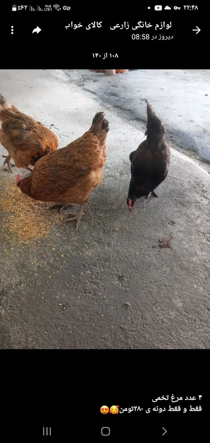 مرغ تخمی|حیوانات مزرعه|پیر سلیمان, |دیوار