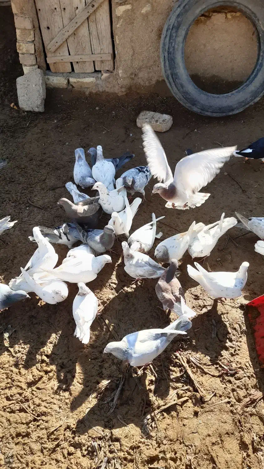 کفتر هفترنگ.|پرنده|دشتابی, |دیوار