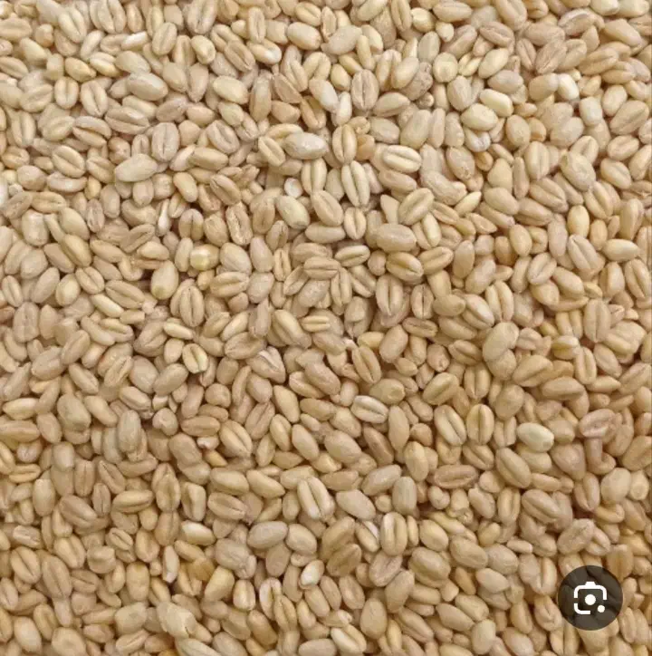 گندم بذری شهگل. گواهی شده|گل و گیاه طبیعی|گلبهار, شهر جدید گلبهار|دیوار