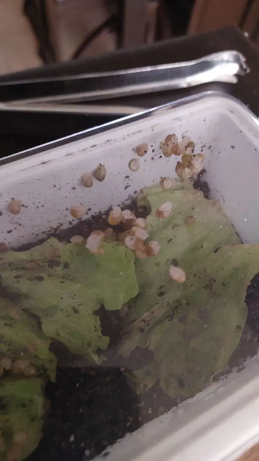 جوجه حلزون|خزنده|شاهین‌شهر, فدک|دیوار