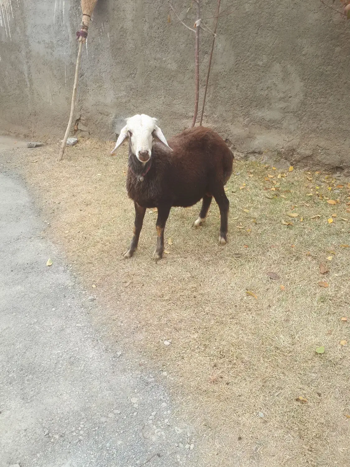 بره قوچ افشار کبود|حیوانات مزرعه|خنداب, |دیوار