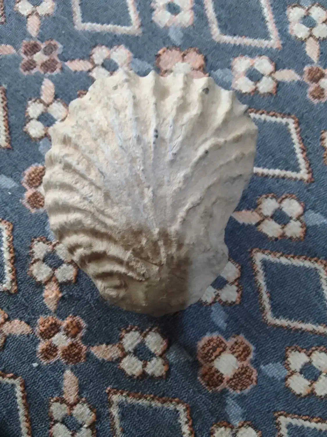 فسیل صدف|کلکسیون اشیاء عتیقه|زاغه, |دیوار