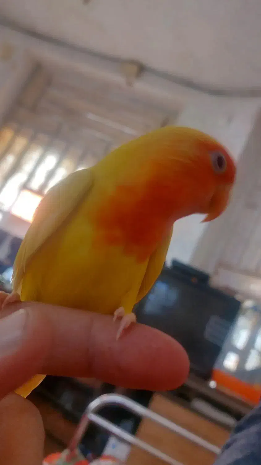 فروش برزیلی فول دسی بامزه|پرنده|داراب, |دیوار