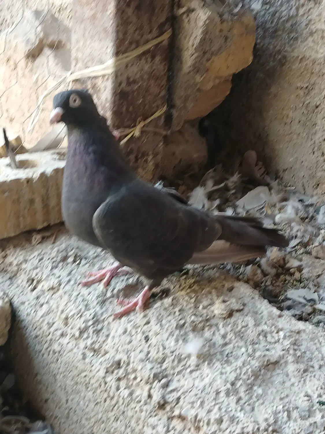 پنجتا کفتر روهم|پرنده|مرودشت, رودبال|دیوار