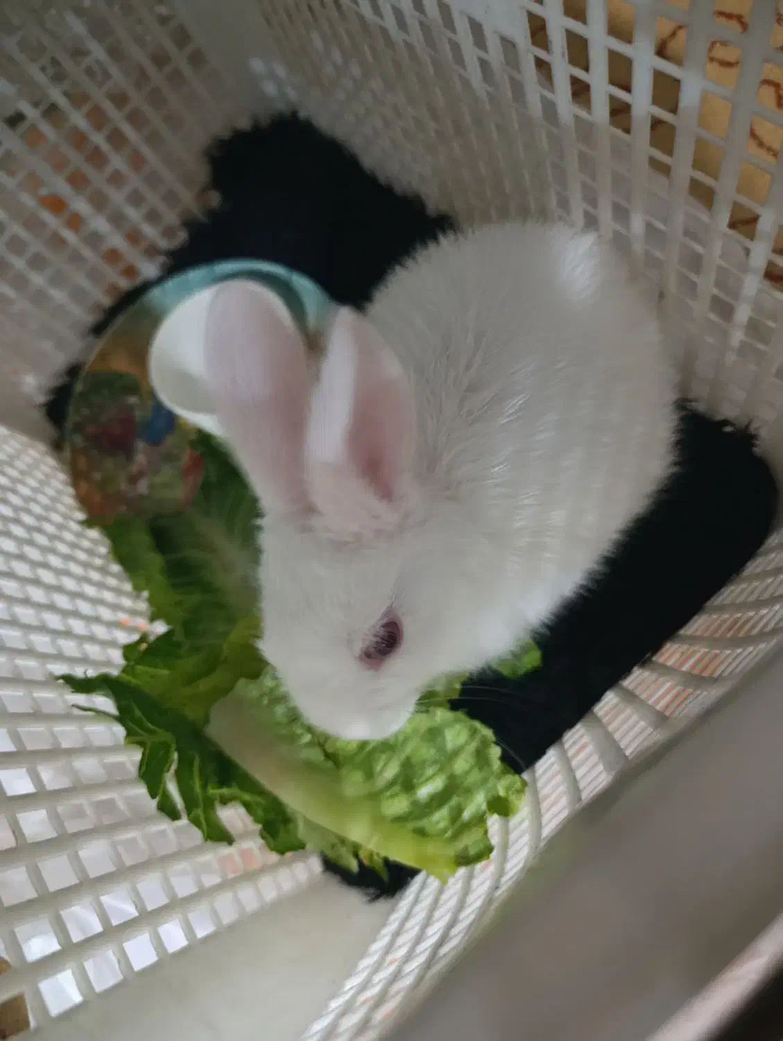 خرگوش|موش و خرگوش|قم, شهرک امام حسن|دیوار