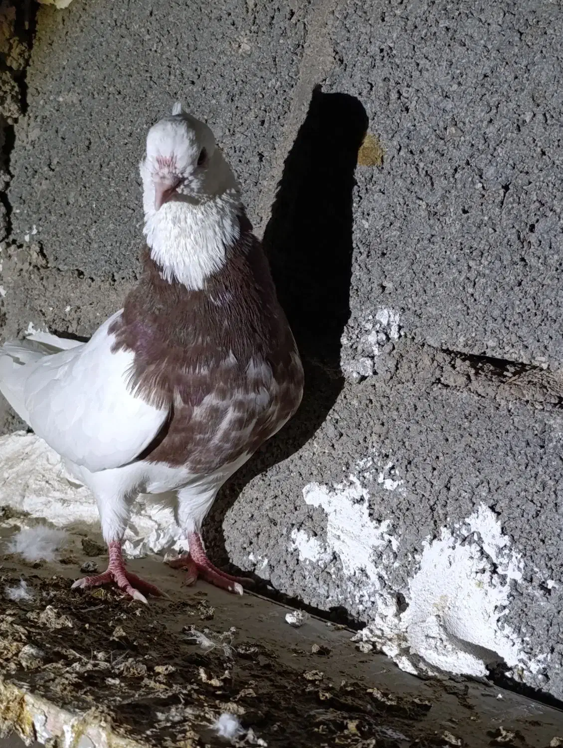 طوقی|پرنده|لامرد, |دیوار