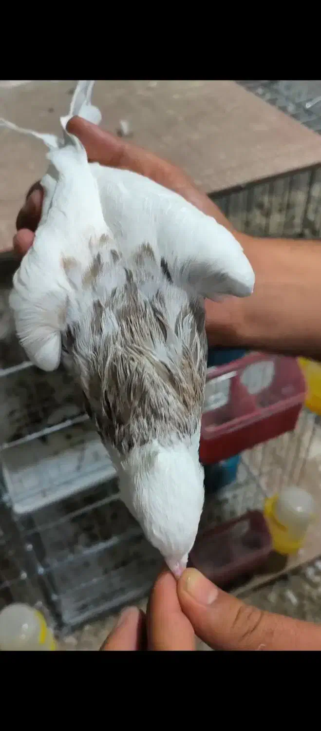 طوقی|پرنده|اشکنان, |دیوار