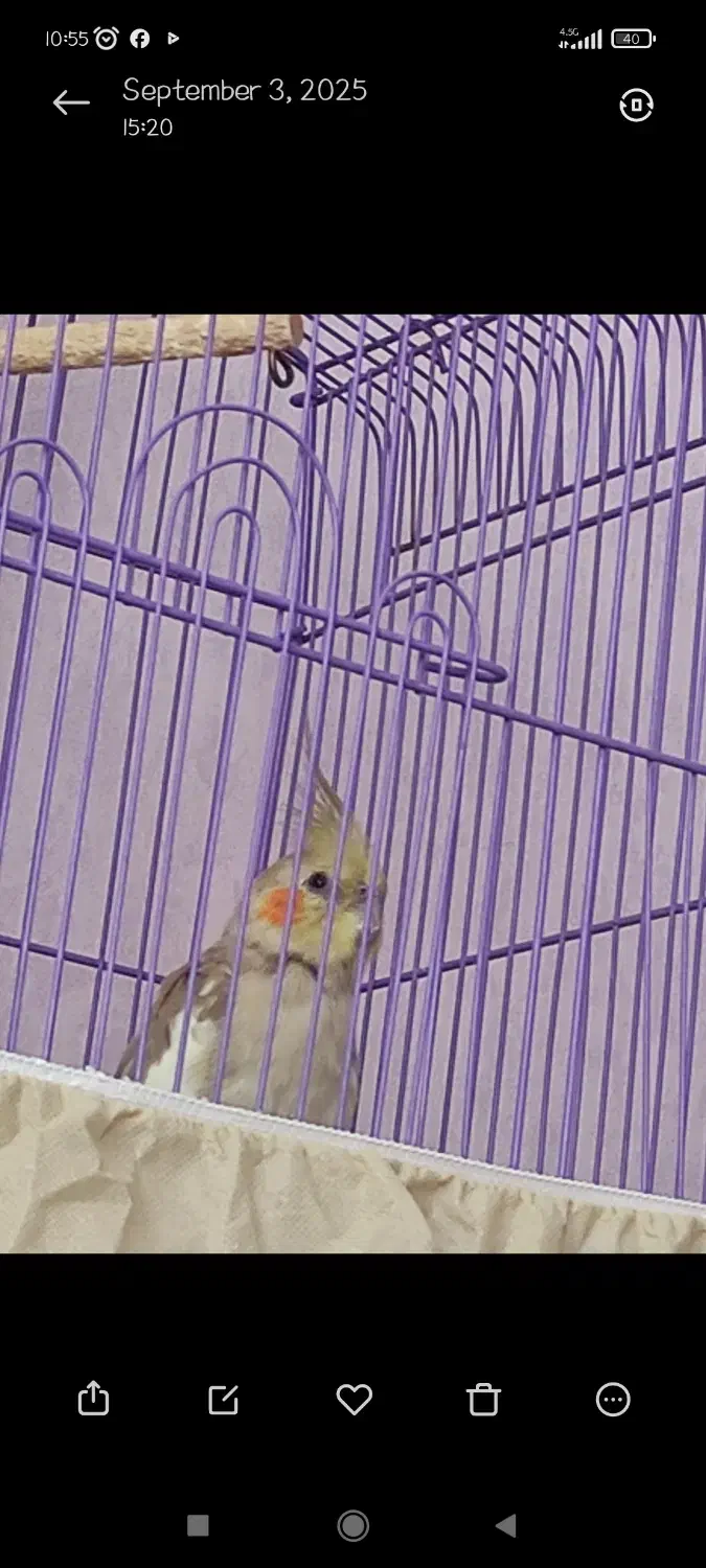 طوطی عروس من سمت مهرگان گل سرخ گم شده|پرنده|قزوین, |دیوار