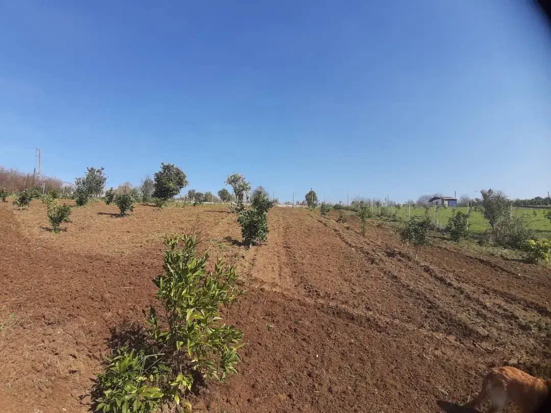 فروش باغ مرکبات|فروش زمین و ملک کلنگی|قائمشهر, |دیوار