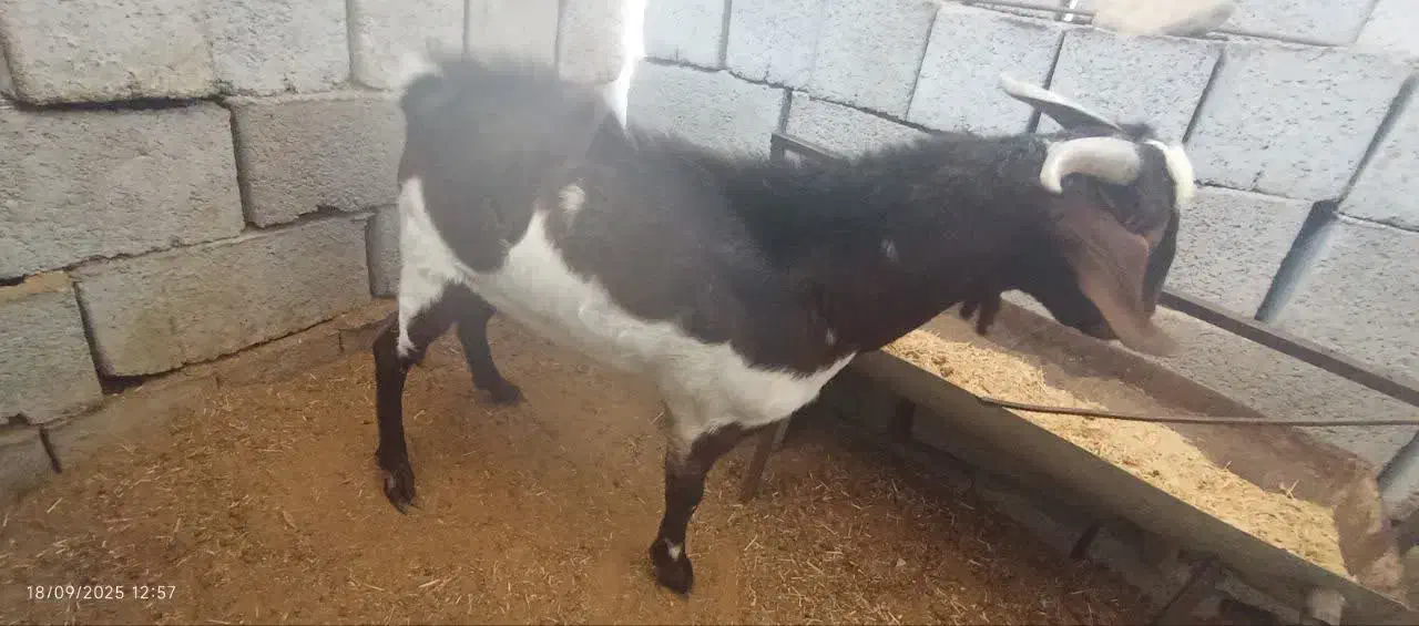 چپش دورگ مورسیا|حیوانات مزرعه|جیرفت, |دیوار