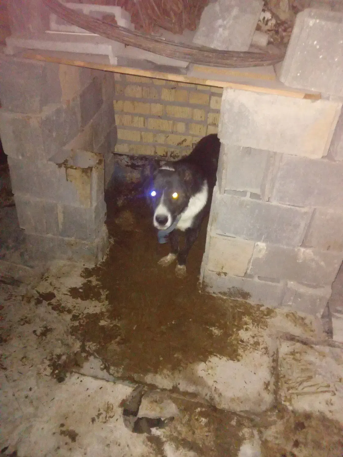 سگ گله ای نگهبان اصفهانی|سگ|مرودشت, علیآباد|دیوار