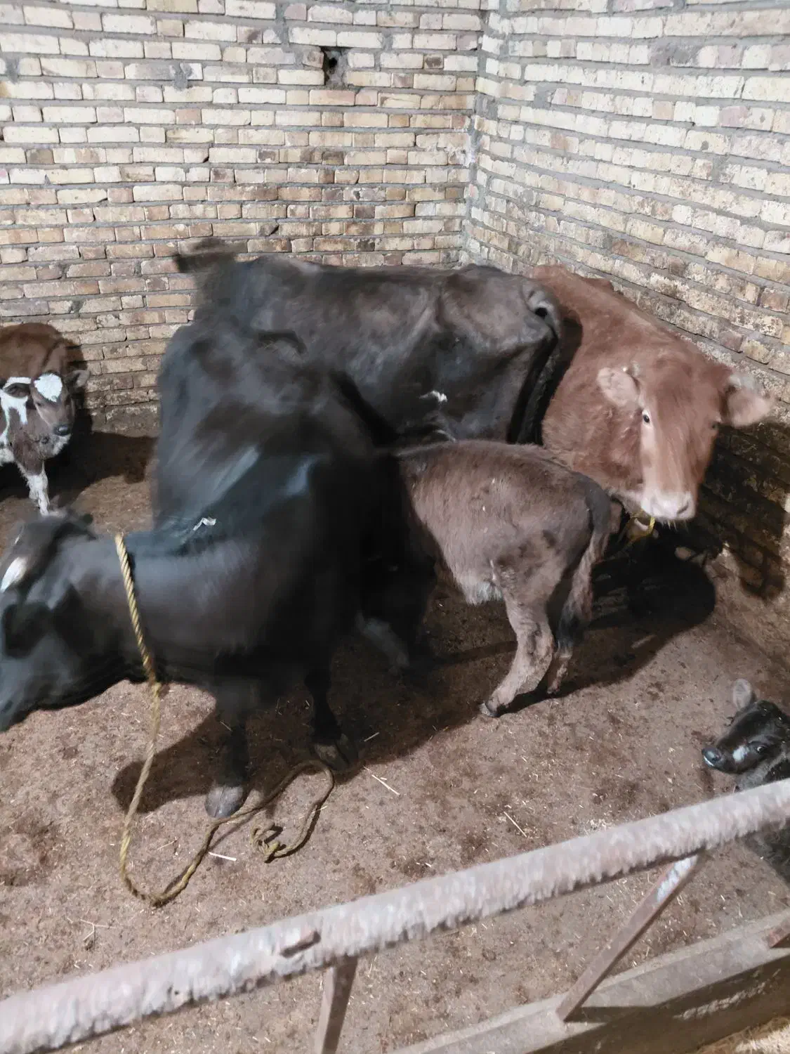 گاو شیری|حیوانات مزرعه|ایجرود, |دیوار