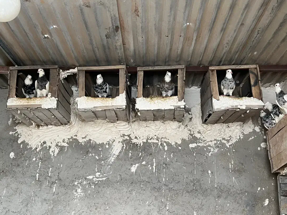 طوقی کرمانشاهی|پرنده|تهران, پارک شهر|دیوار