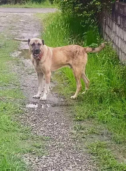 سگ افغان|سگ|رودسر, |دیوار