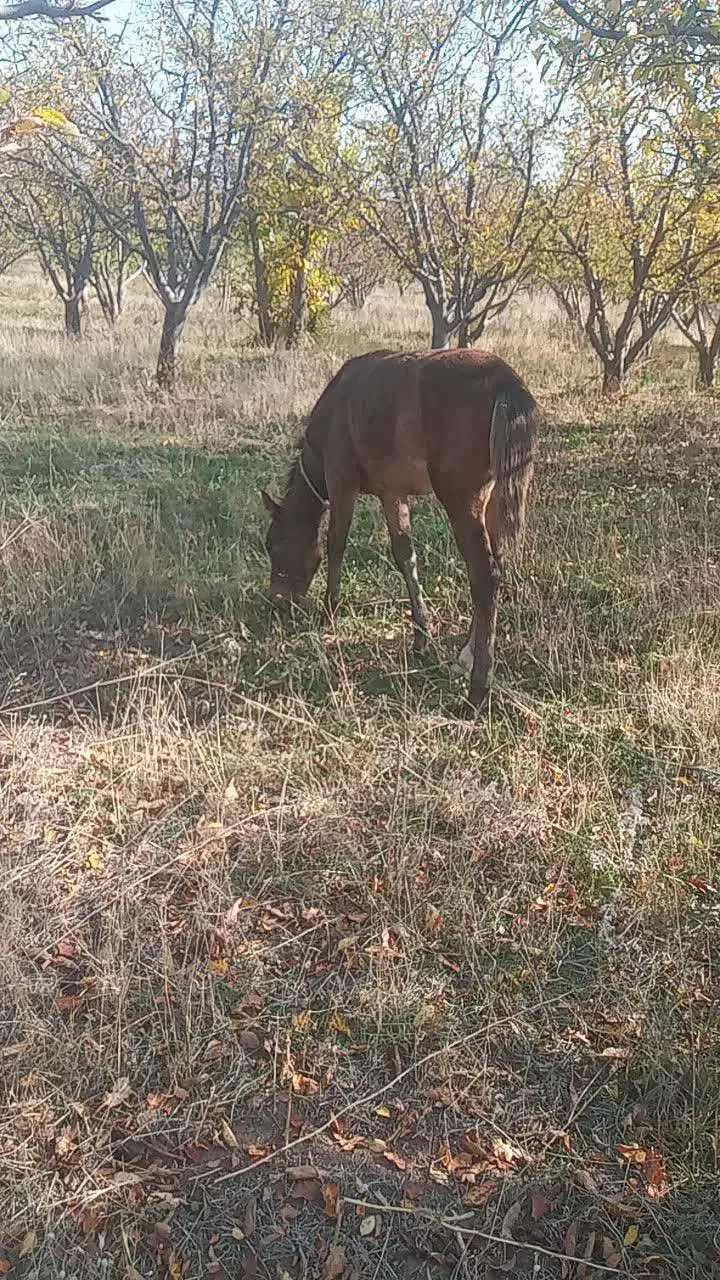 دایچه پنج ماهه|اسب و تجهیزات اسب‌سواری|اهر, |دیوار