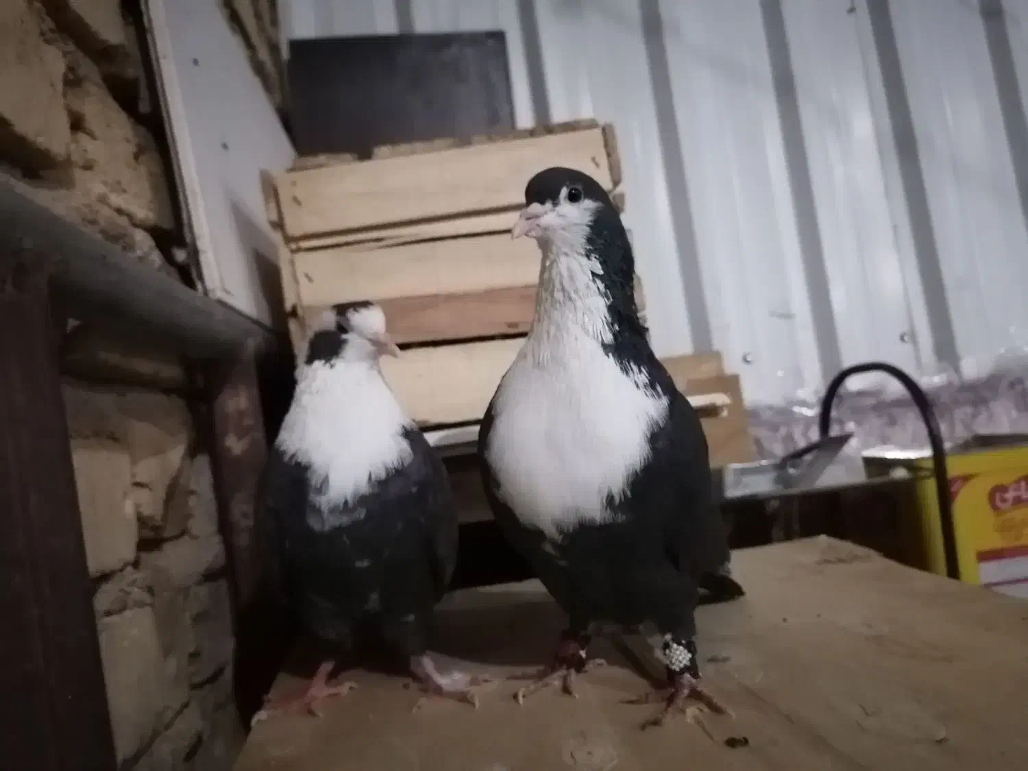 کبوتر کراواتی|پرنده|شیراز, نصر|دیوار