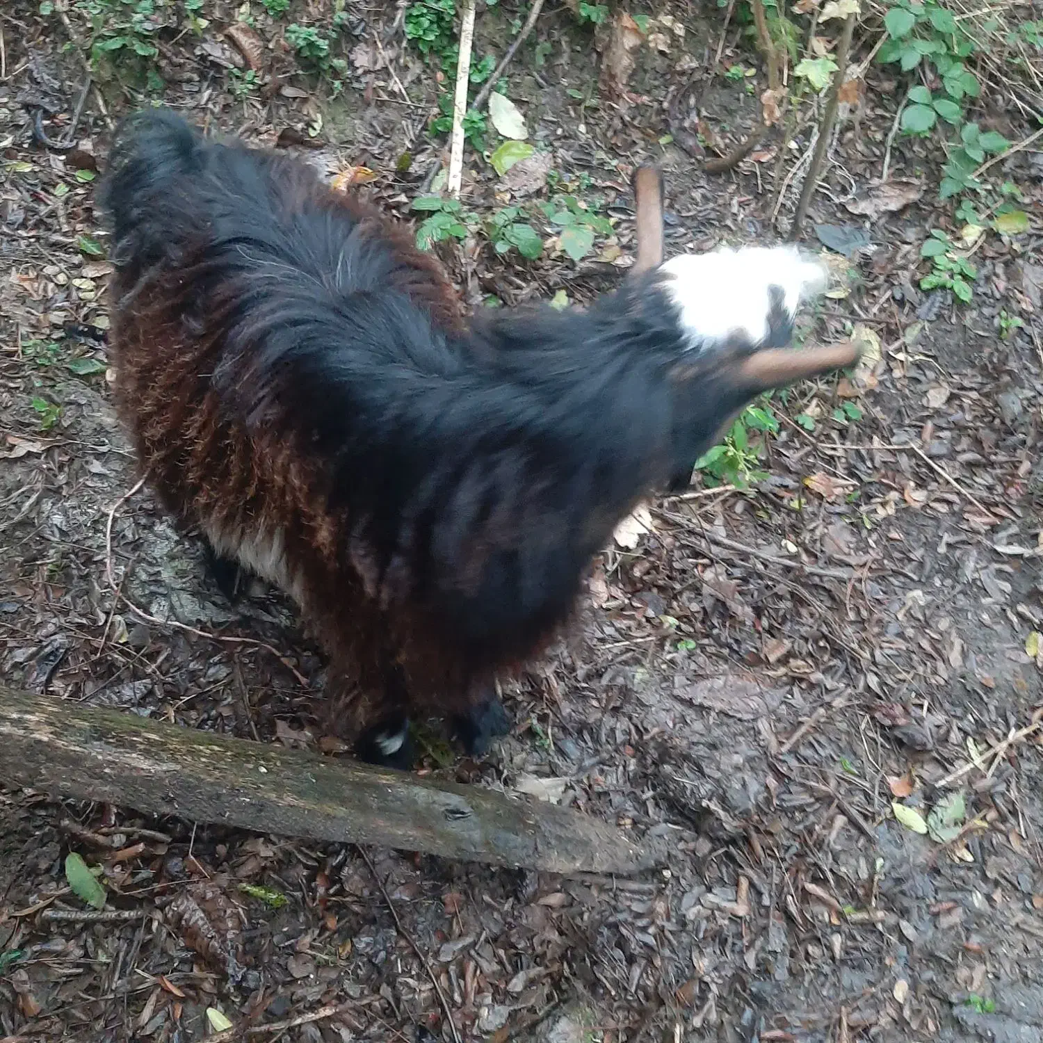 یک راس بز نر چاق سالم|حیوانات مزرعه|اطاقور, |دیوار