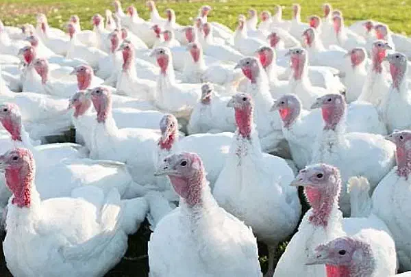 بوقلمون گوشتی ۱۵ کیلو|حیوانات مزرعه|سبزوار, شهرک صنعتی فرودگاه|دیوار