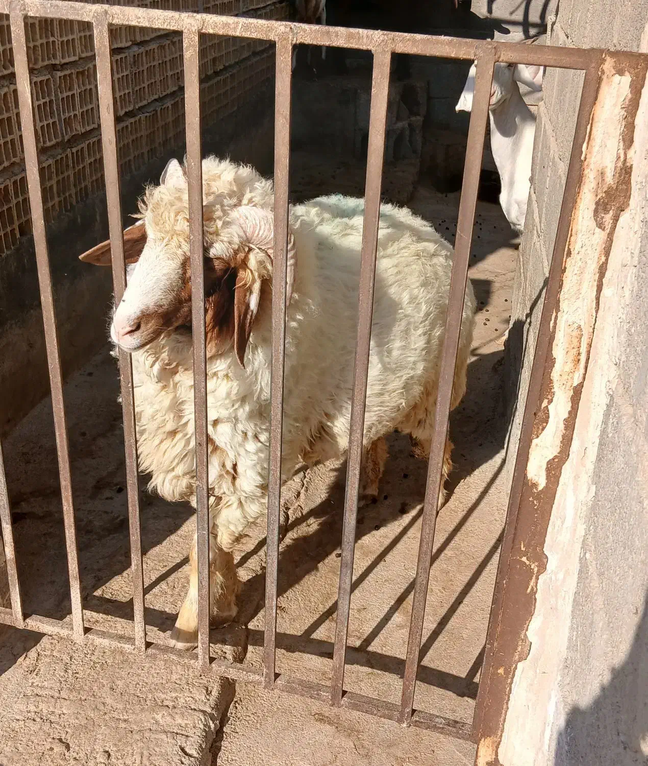 حیوانات مزرعه|حیوانات مزرعه|لامرد, |دیوار