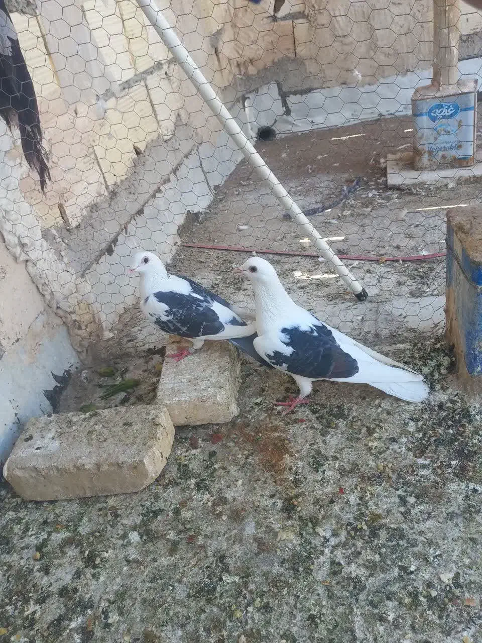 جفت  دوکت|پرنده|یزد, |دیوار