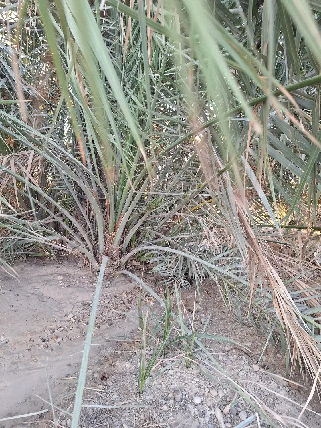 دمیت،پاجوش|خدمات باغبانی و درختکاری|کاکی, |دیوار