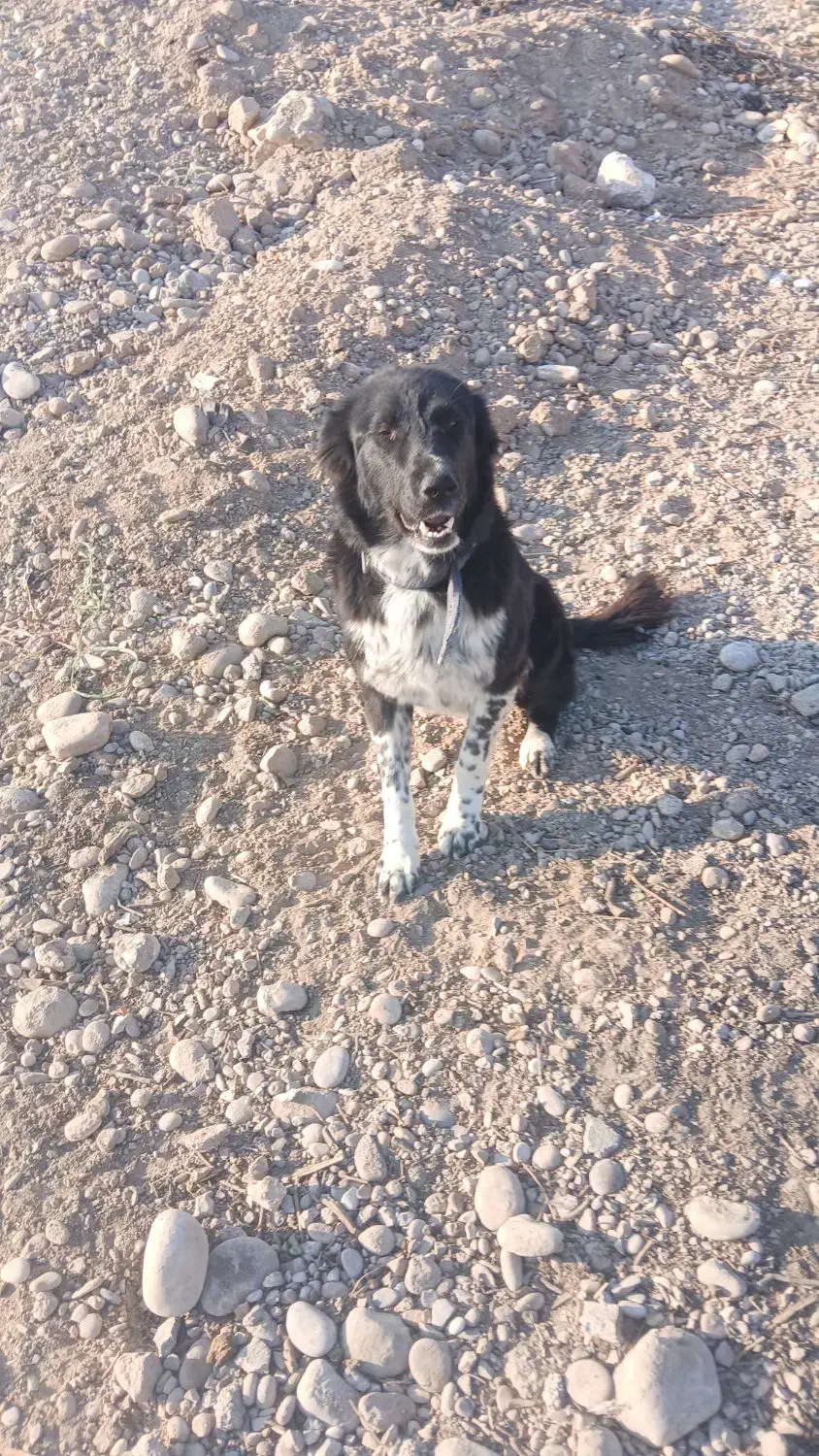 توله قدرجونی آبستن|سگ|دزفول, |دیوار