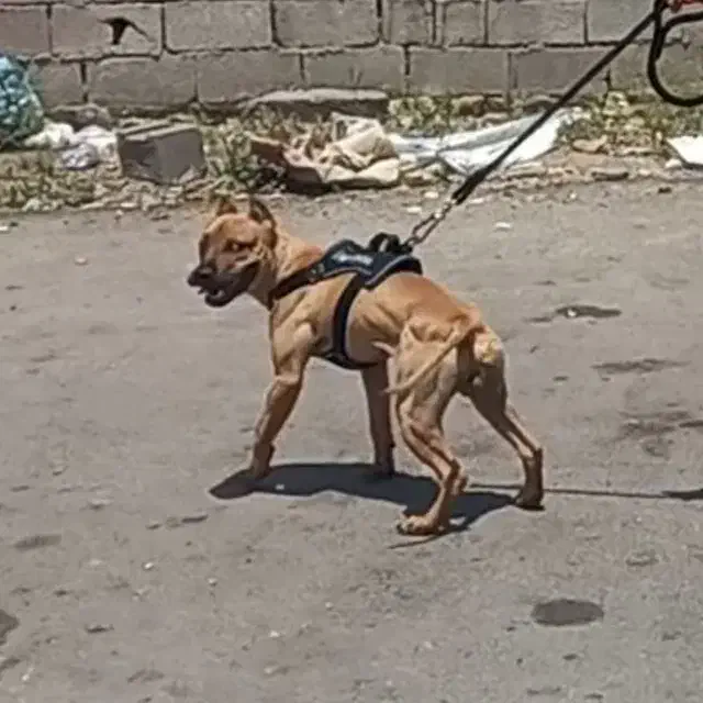 پیتبول نر اصیل آماده کشش|سگ|کرج, ساماندهی|دیوار