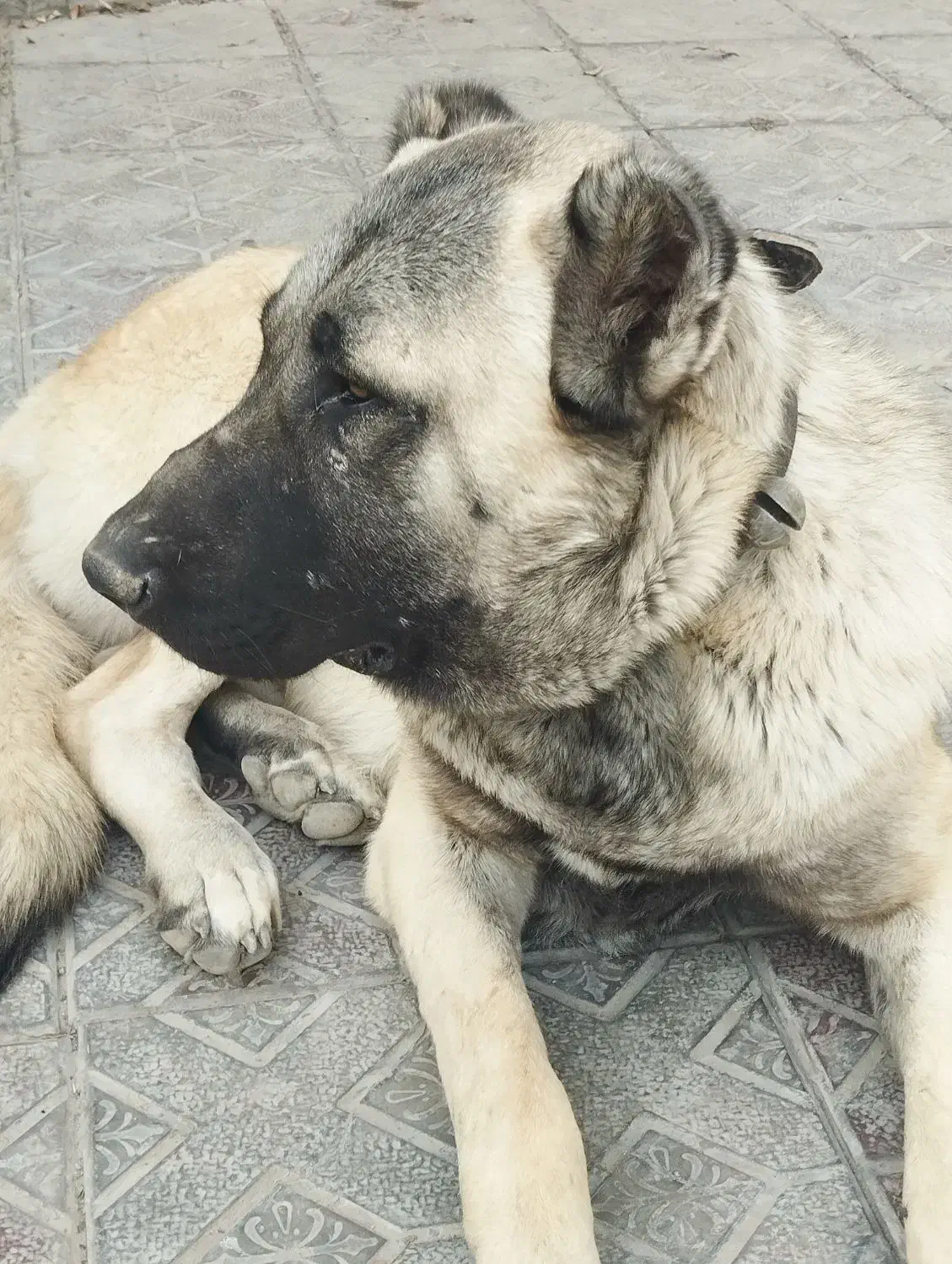 سگ سرابی گمشده یابنده/ مژدگانی|سگ|رباط‌کریم, رباط‌کریم|دیوار