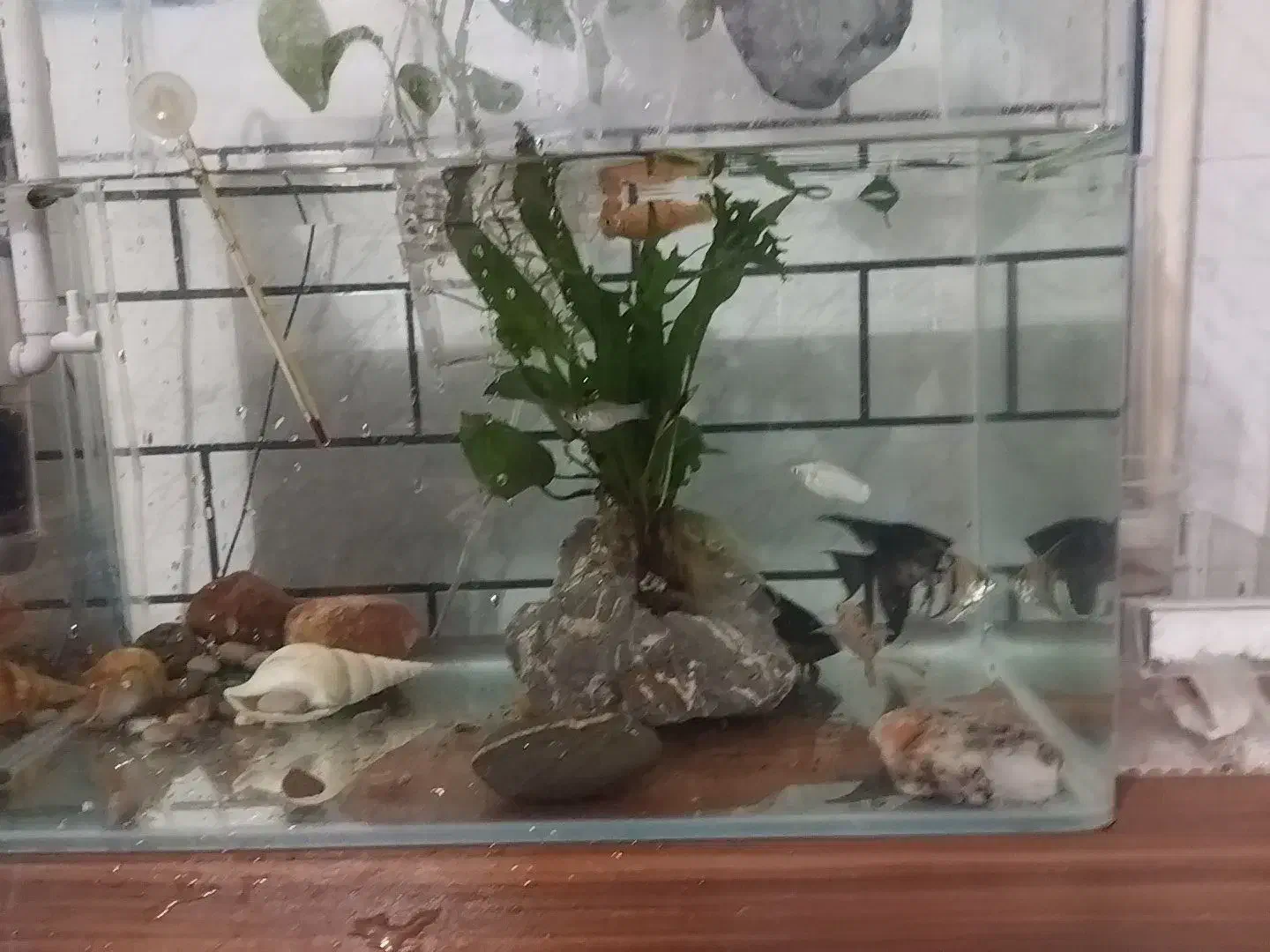 ماهی و آکواریوم|ماهی|دزفول, |دیوار