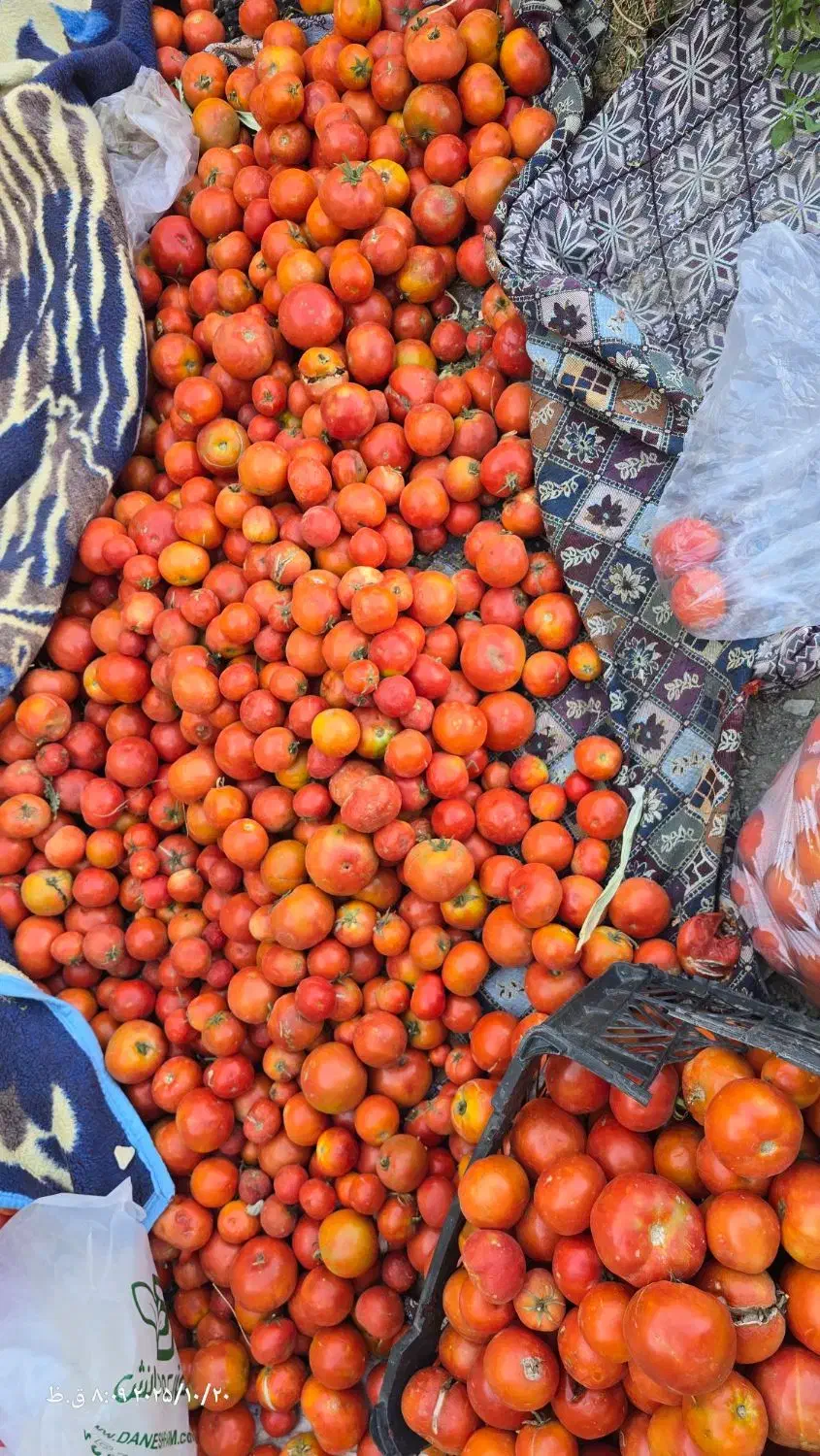 گوجه ربی|خوردنی و آشامیدنی|خنجین, |دیوار