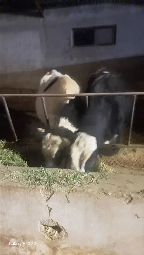 گوساله|حیوانات مزرعه|شهرکرد, |دیوار