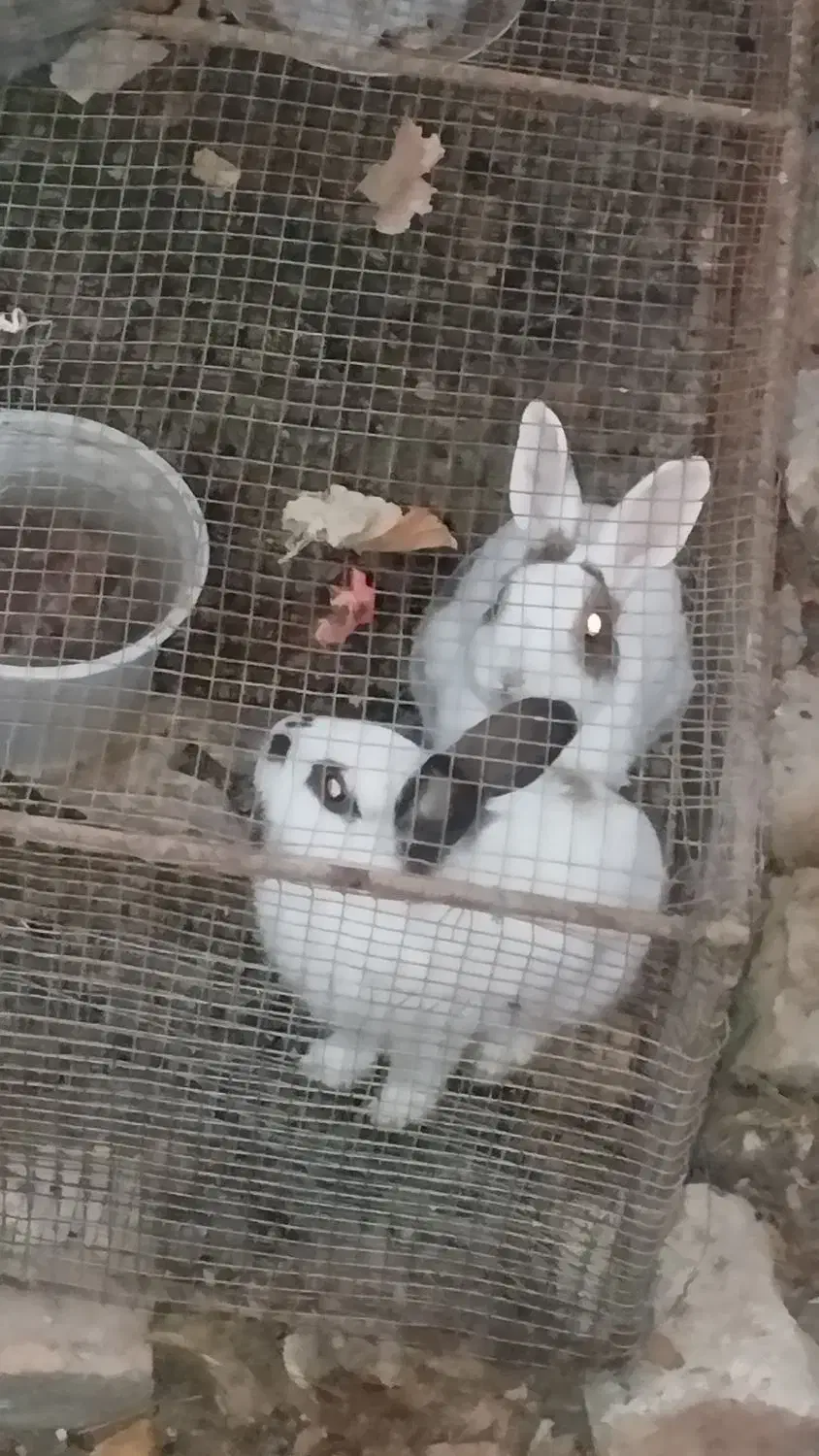 دو عدد خرگوش نر و ماده یک نیمه لوپ و دیگری ساده‌|موش و خرگوش|کرمان, |دیوار