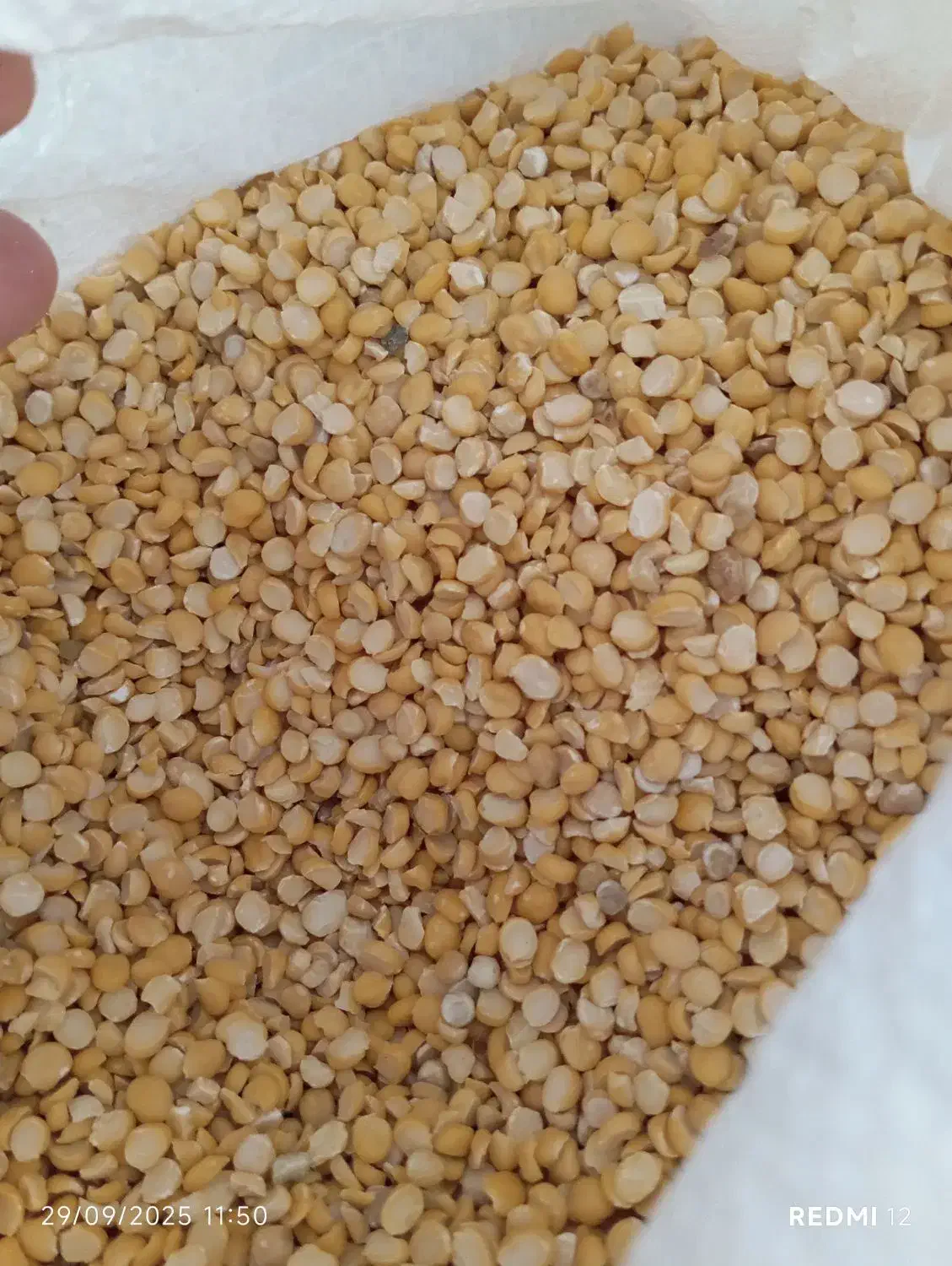 لپه ،محصول امسال|خوردنی و آشامیدنی|سقز, |دیوار