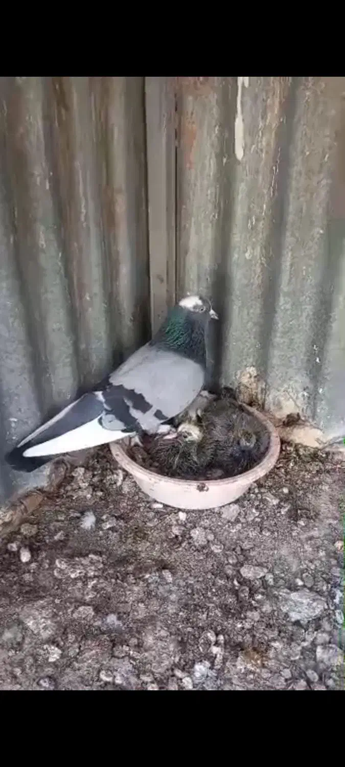 گمشده|پرنده|گرگان, |دیوار