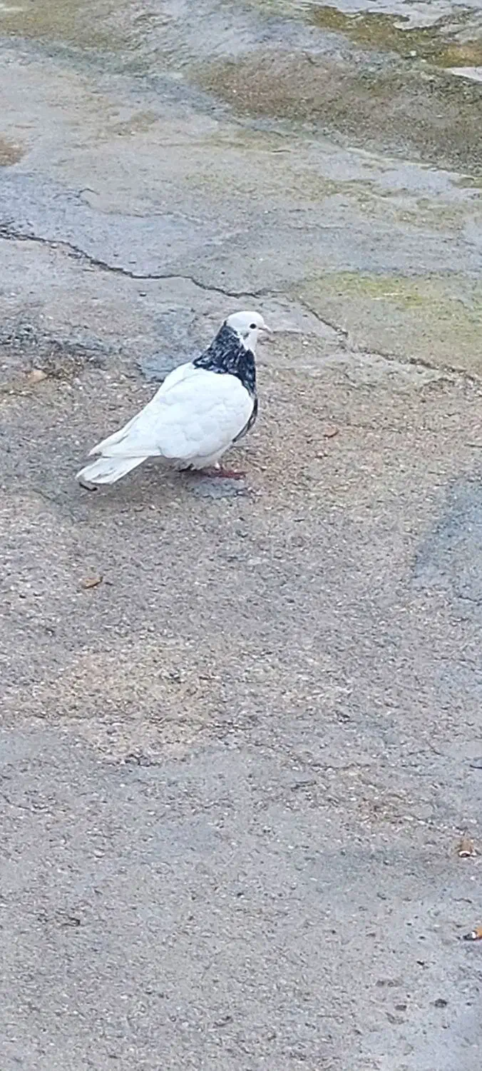 کبوتر طوقی|پرنده|دهدشت, |دیوار