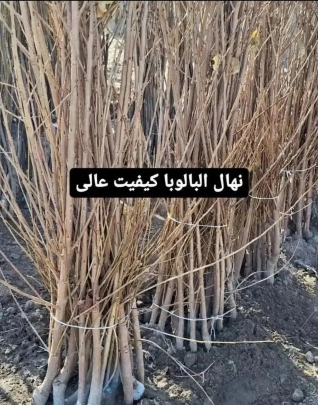 صنوبر نیگرا/ کبوده/ پسته بذری/|خدمات باغبانی و درختکاری|هشتگرد, هشتگرد قدیم|دیوار