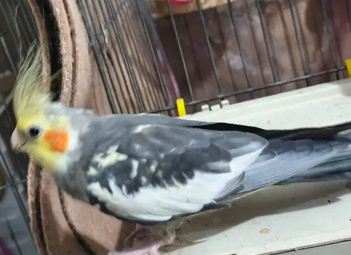 عروس هلندی سخنگو|پرنده|ماهدشت, |دیوار