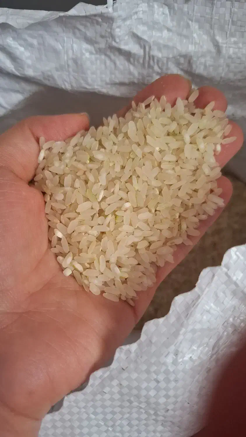 فروش برنج کامفیروز با کیفیت|خوردنی و آشامیدنی|کیش, |دیوار