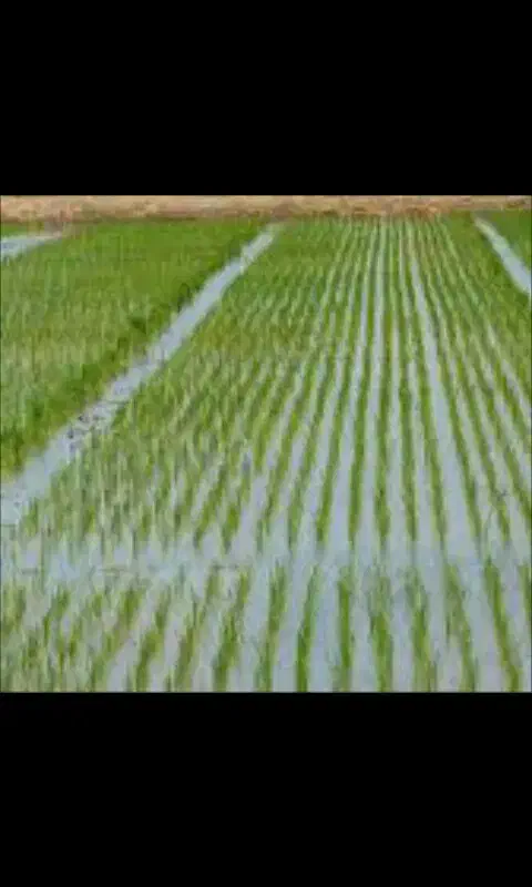 بجار برنج کاری با ماشین محافظه میشود|فروش زمین و ملک کلنگی|احمدسرگوراب, |دیوار