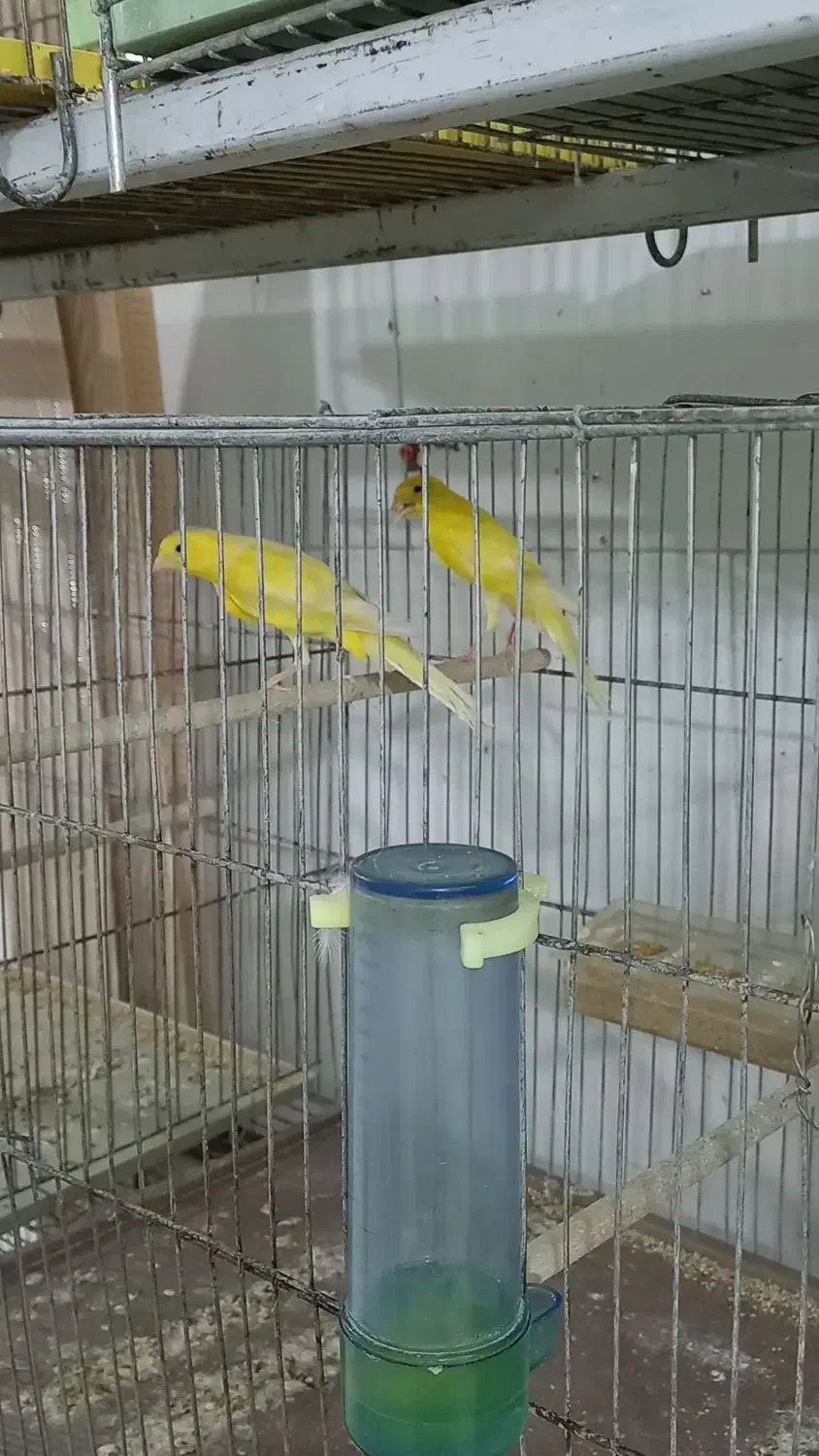 قناری نر و ماده|پرنده|اردکان, |دیوار