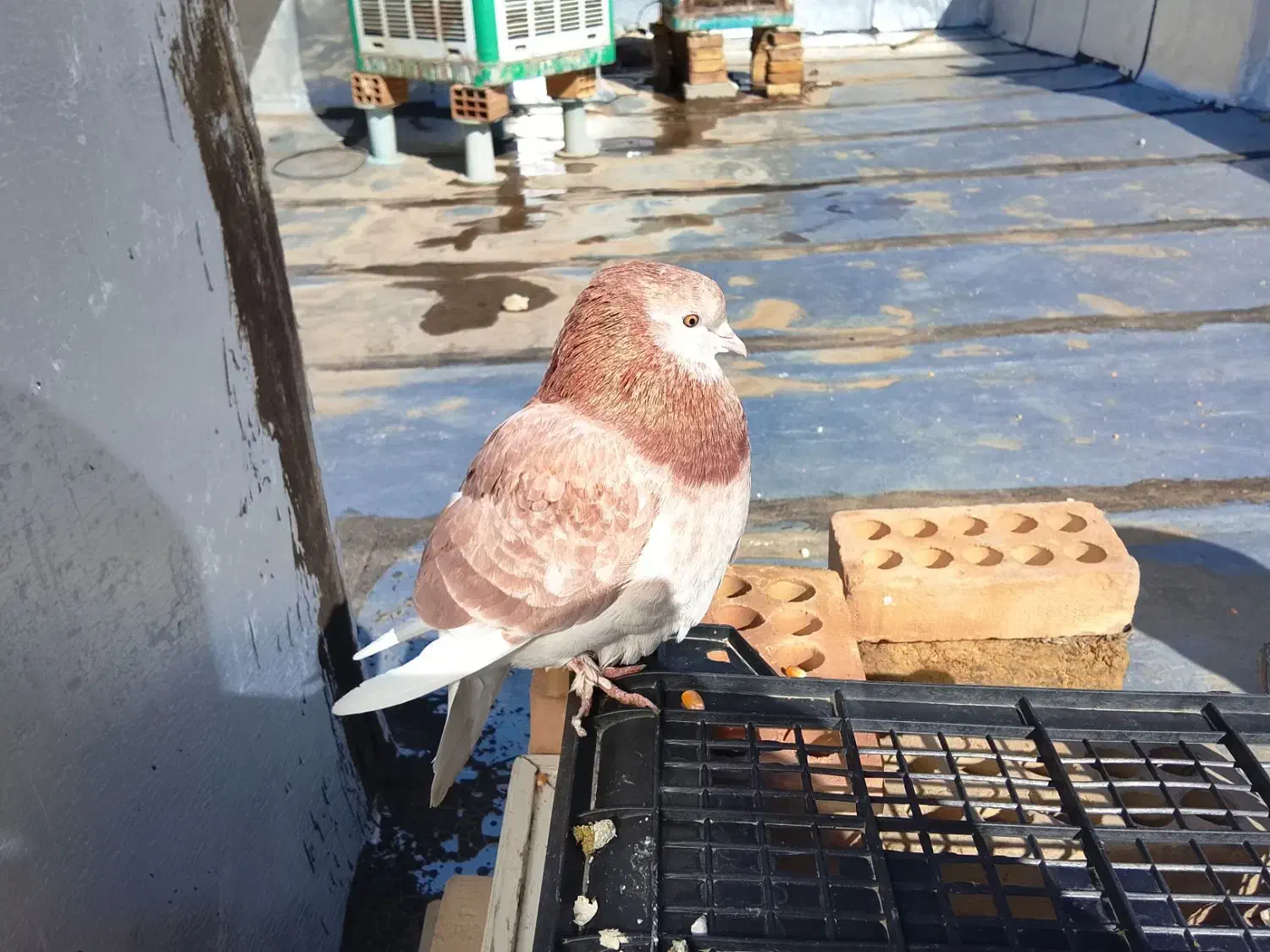 کبوتر پرشی|پرنده|محمدشهر, جعفرآباد|دیوار