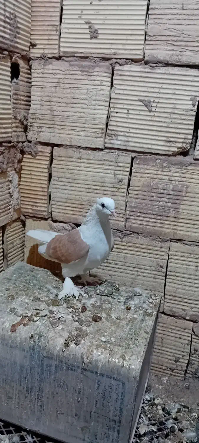 زرد|پرنده|اشکذر, |دیوار