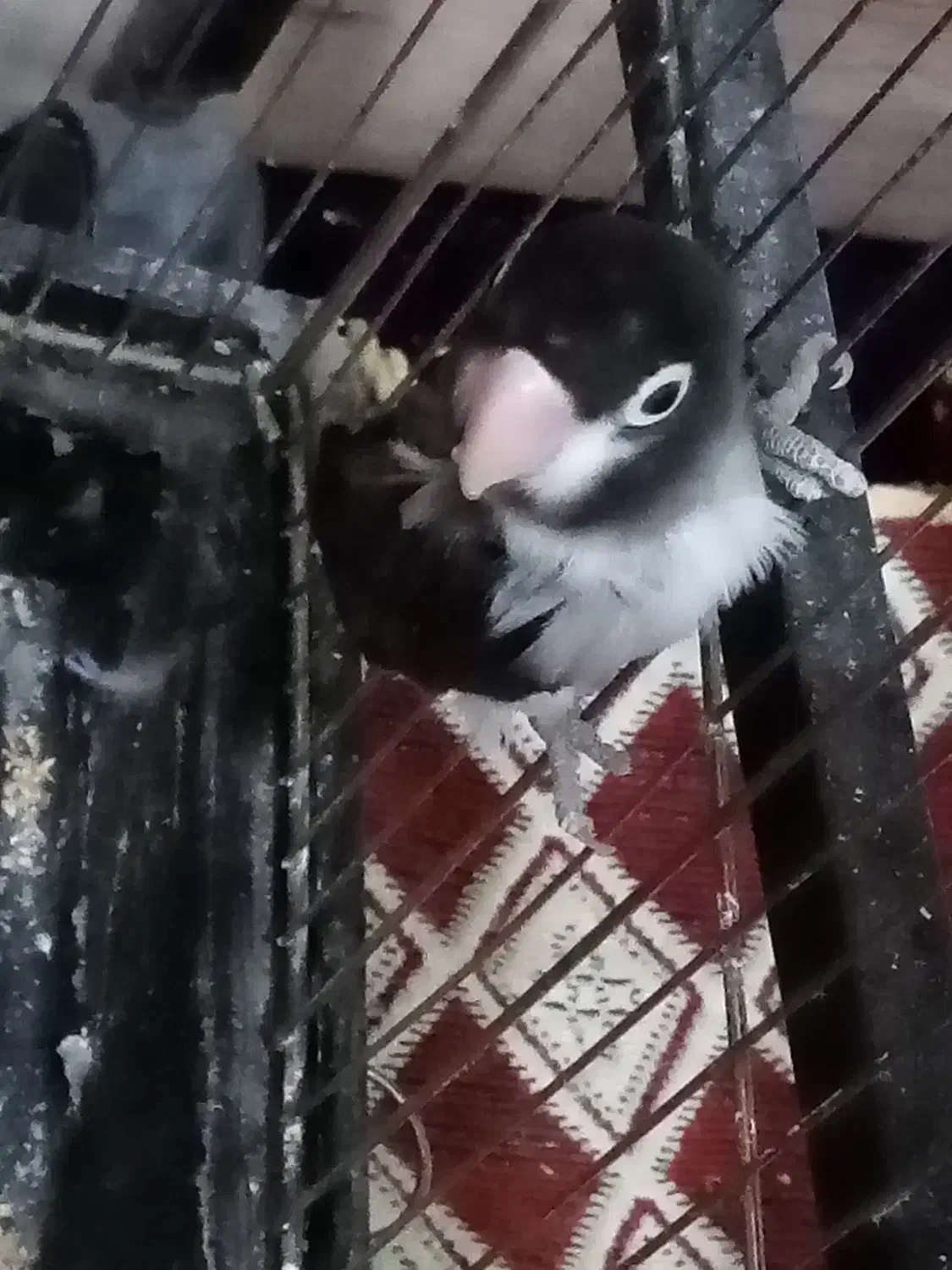 طوطی کوتوله نر|پرنده|رفسنجان, |دیوار