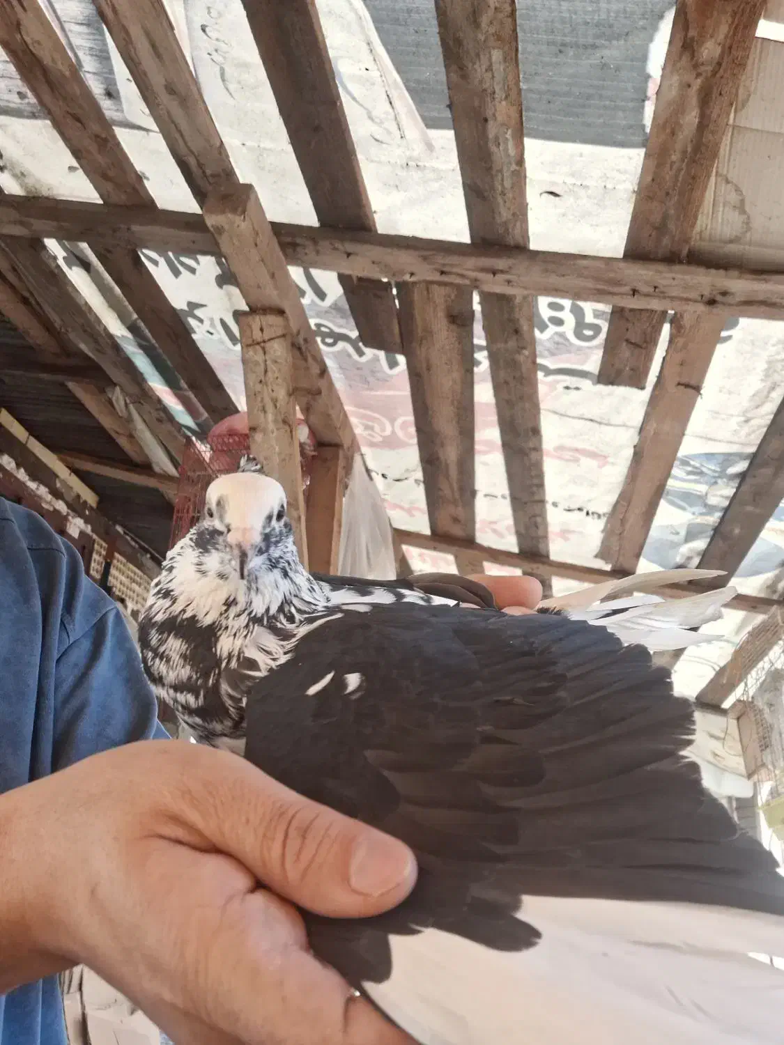 کبوتر کاکلی ماده|پرنده|رشت, کوی مهر|دیوار