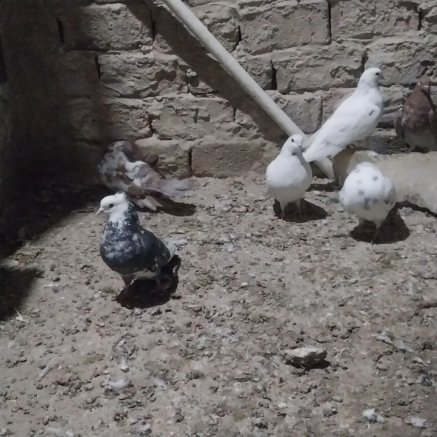 کفتر پرشی|پرنده|شهریار, شهرک وائین|دیوار