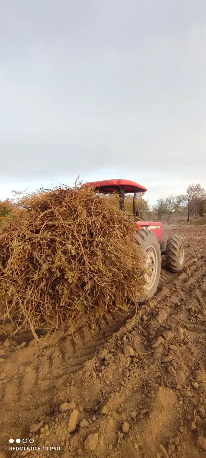خرید ریشه شیرین بیان|خدمات باغبانی و درختکاری|هنزا, |دیوار